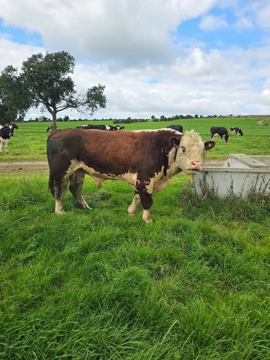 Hereford bull's - Image 2