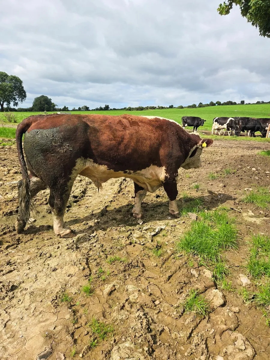 Hereford bull's - Image 1