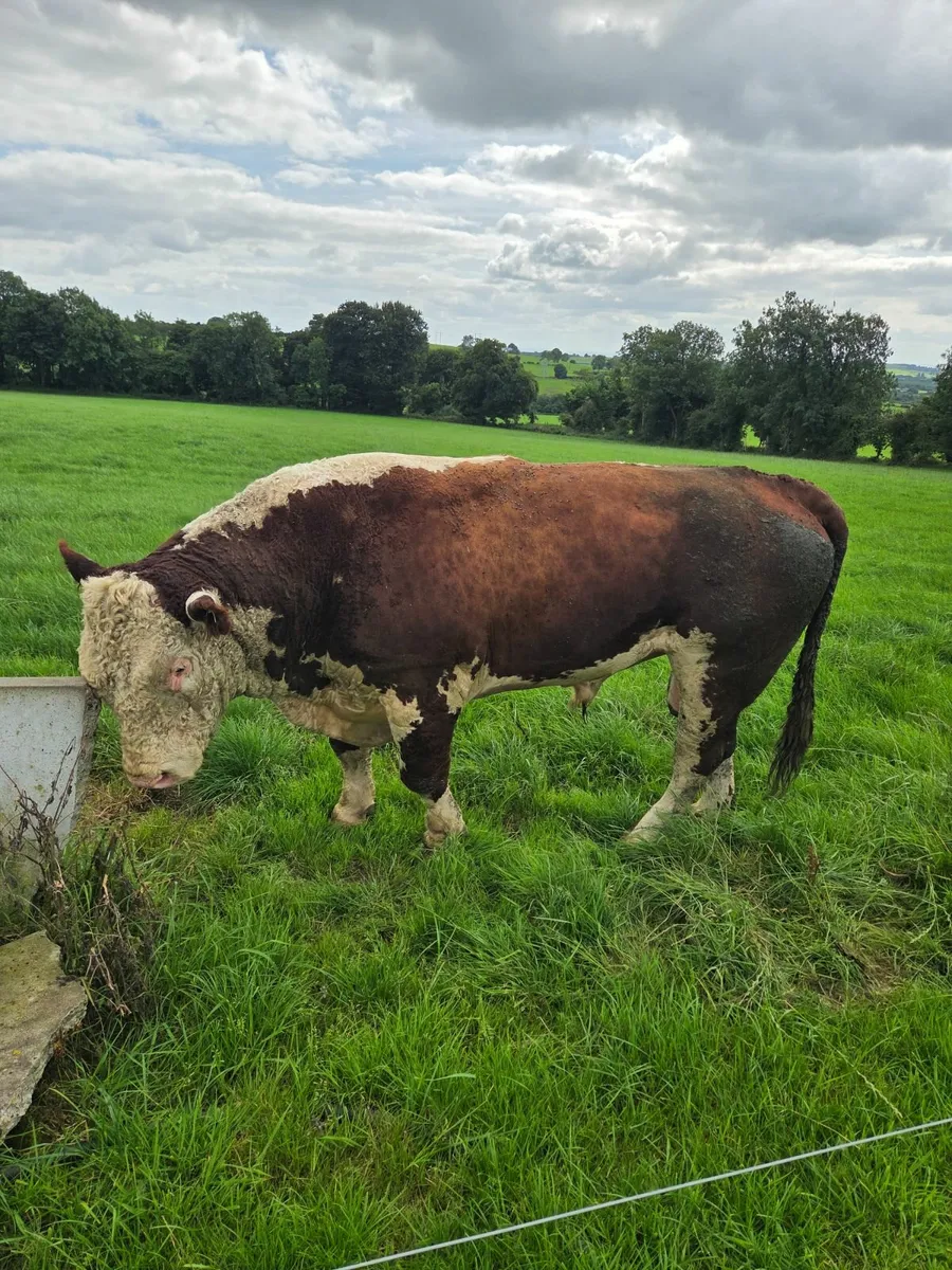 Hereford bull's - Image 3