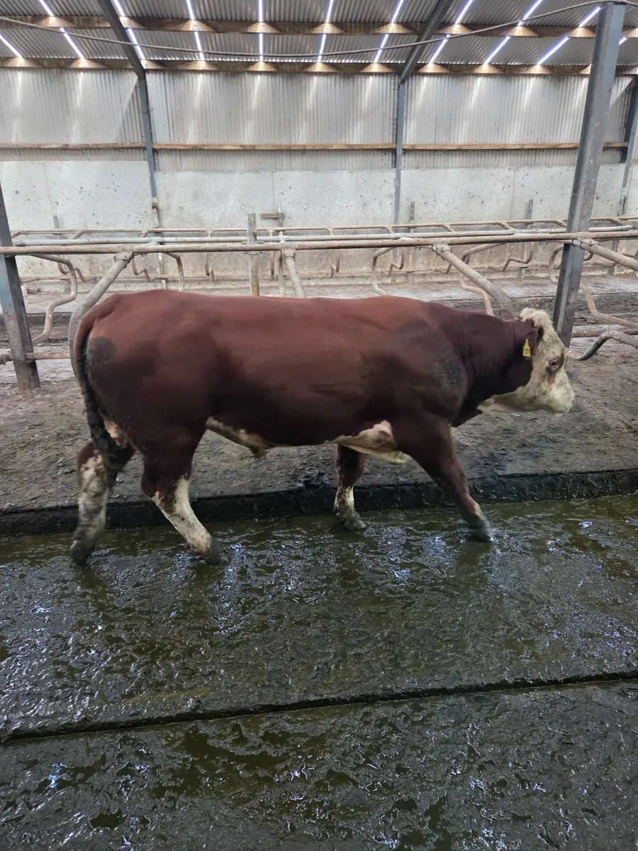 Hereford bull's - Image 4