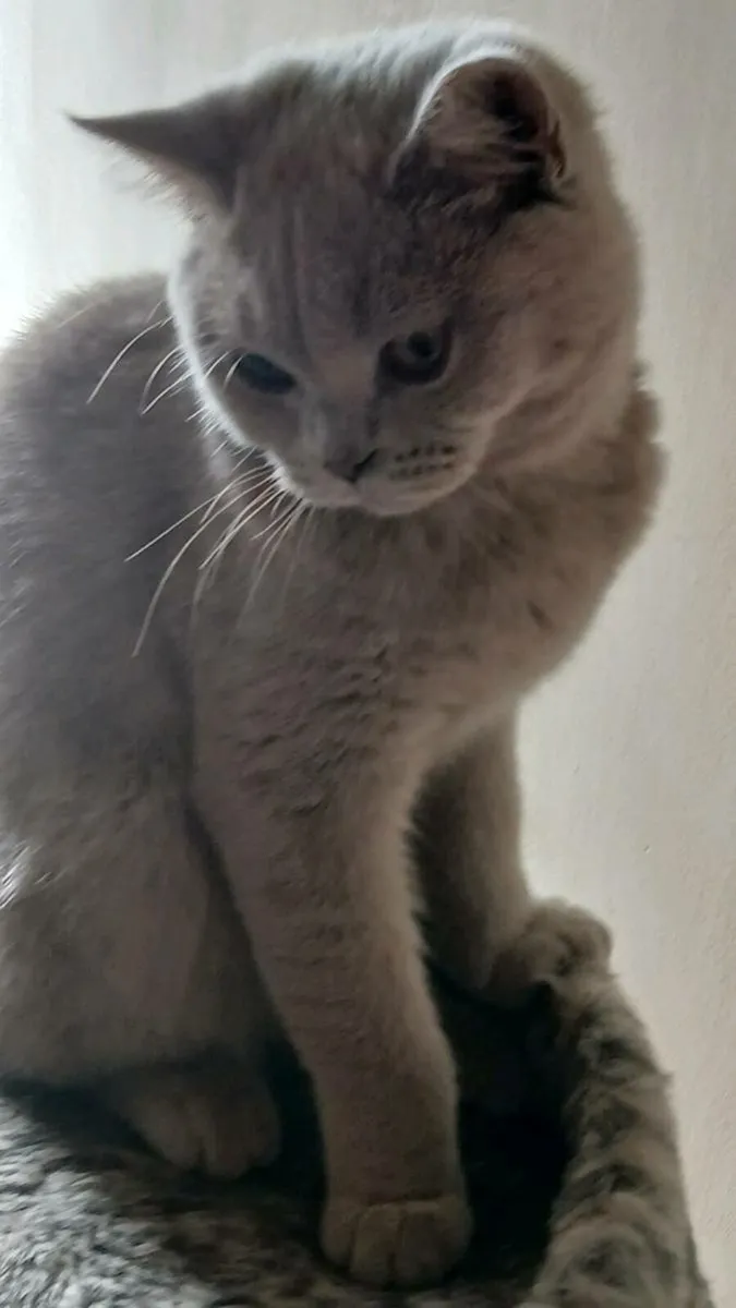 BRITISH SHORTHAIR  Kitten - Image 1
