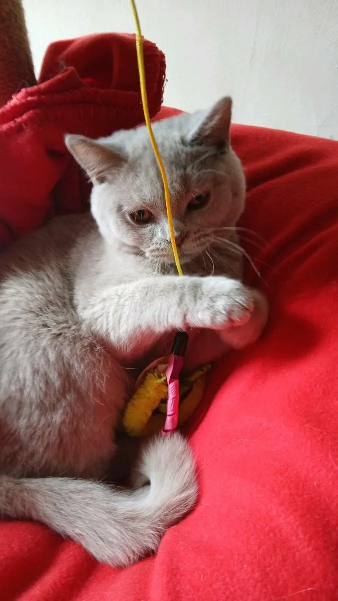 BRITISH SHORTHAIR  Kitten - Image 3