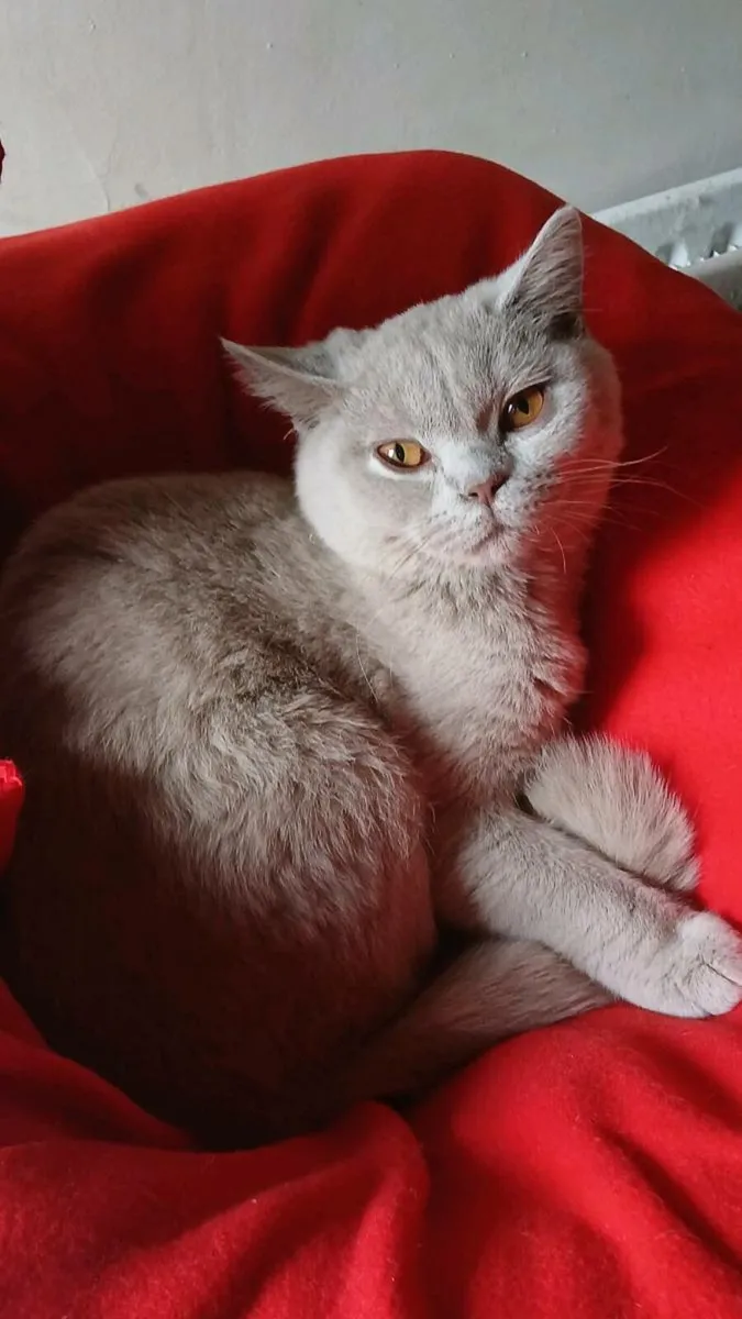 BRITISH SHORTHAIR  Kitten - Image 4