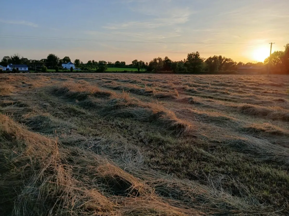Traditional Organic Hay meadow for sale. - Image 1
