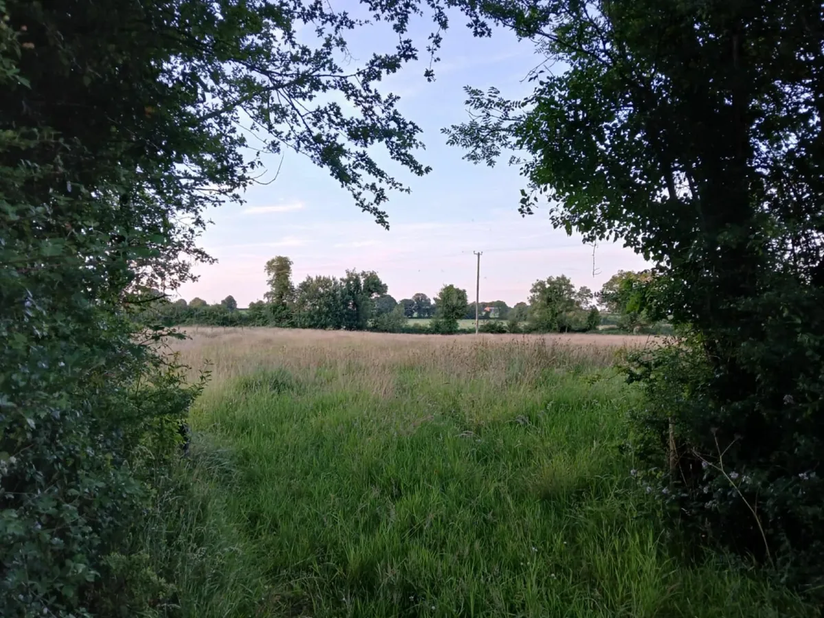 Traditional Organic Hay meadow for sale. - Image 2