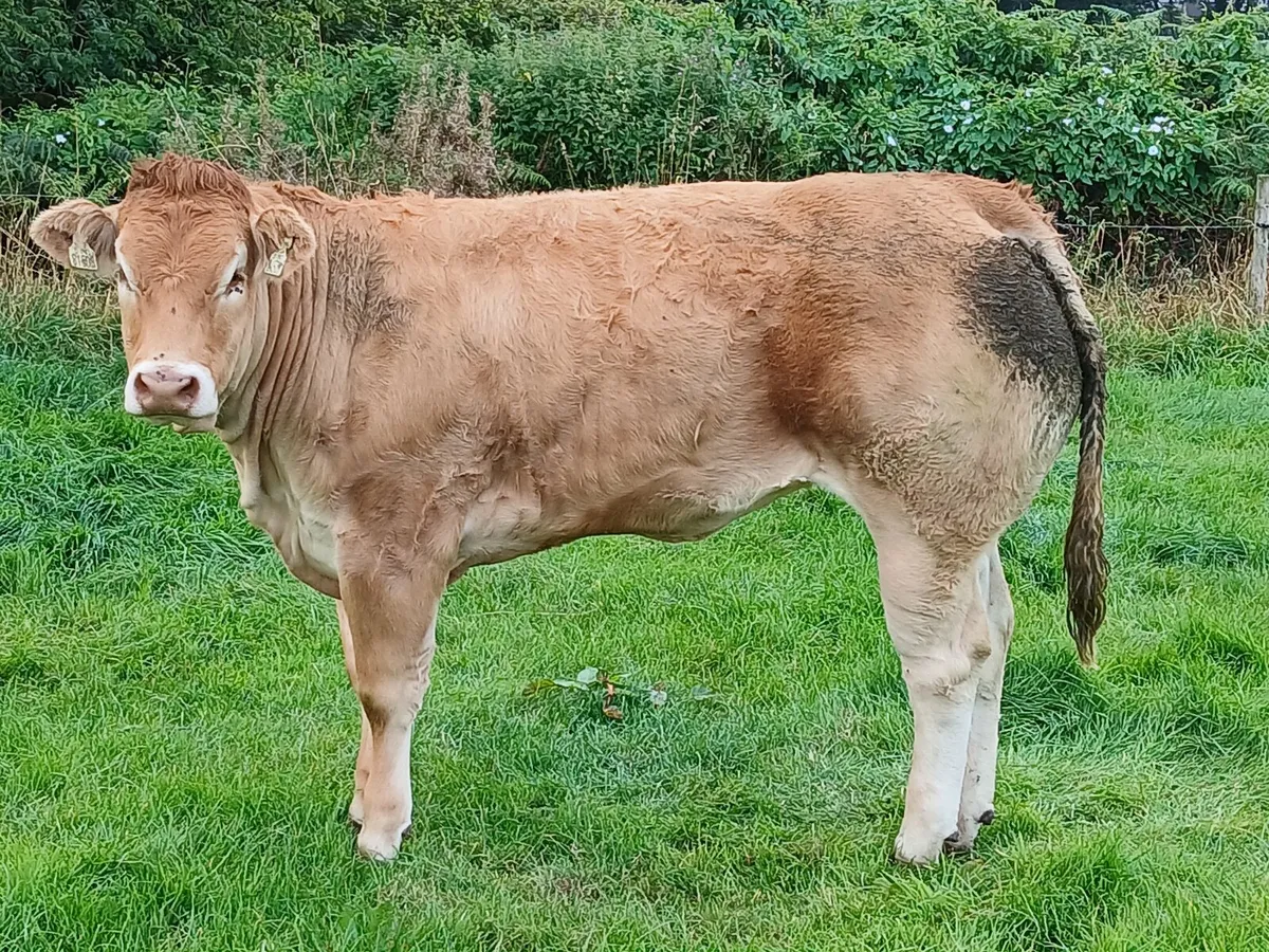 Two Pedigree limousin show heifers - Image 1