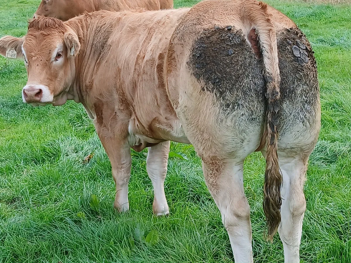 Two Pedigree limousin show heifers - Image 2