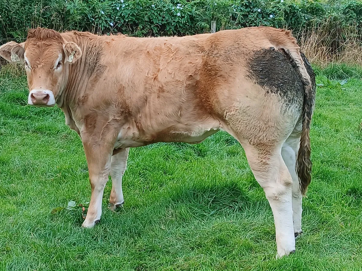 Two Pedigree limousin show heifers - Image 3