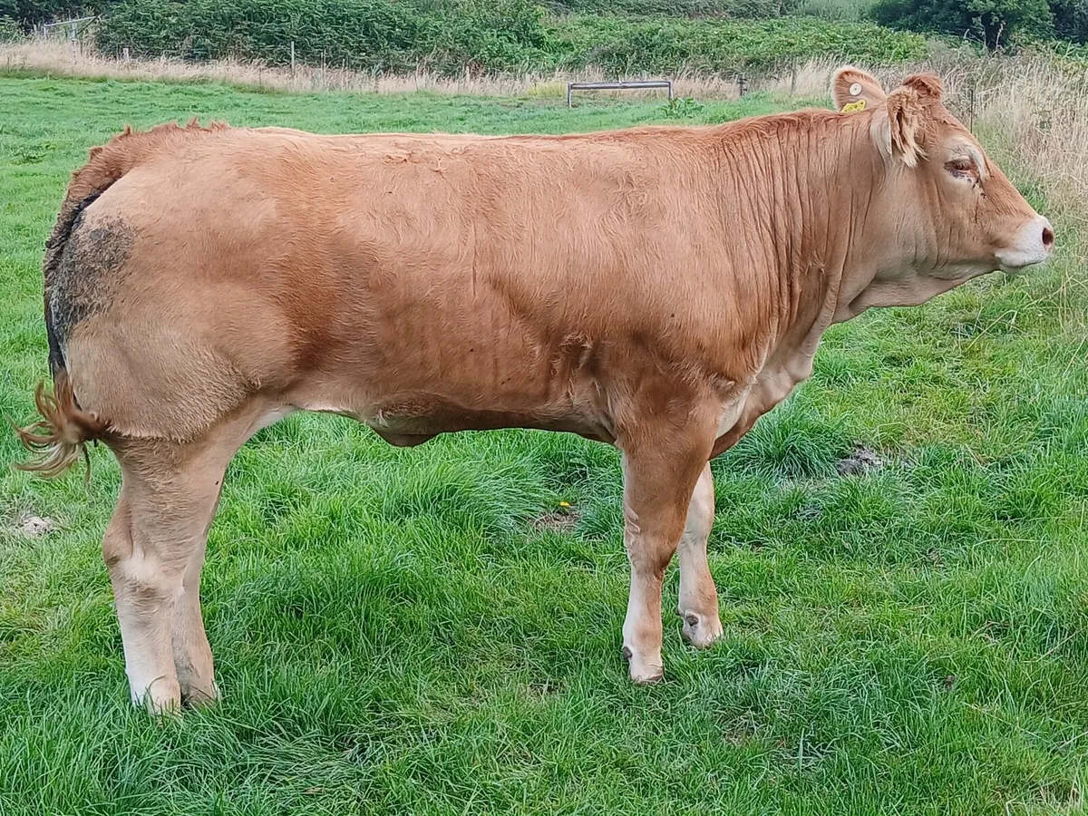 Two Pedigree limousin show heifers - Image 4