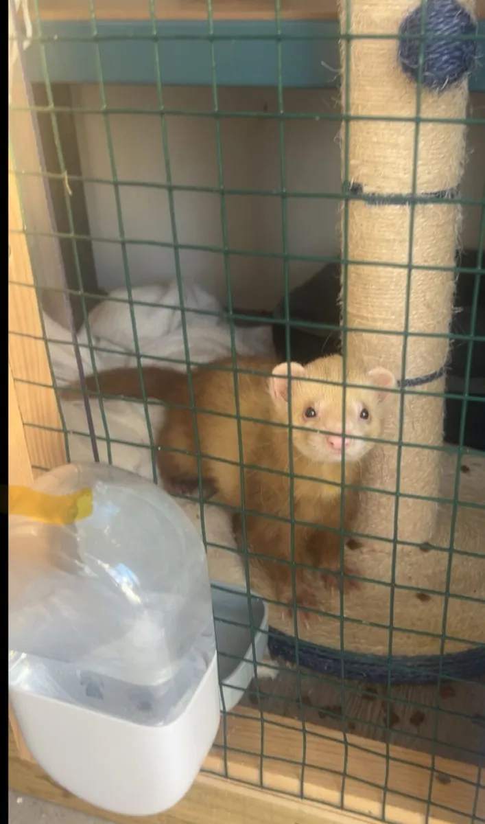 ferret