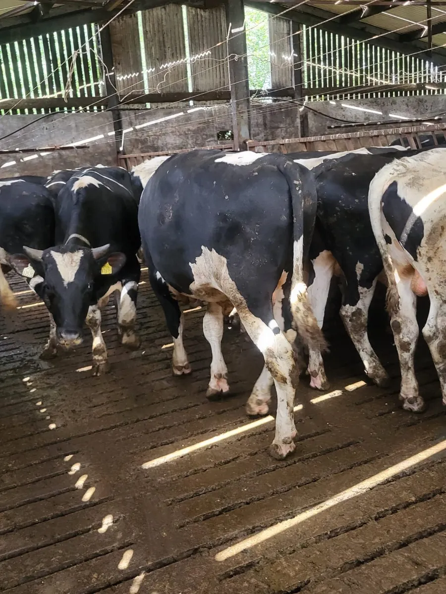 Friesian Bulls For Sale - Image 1