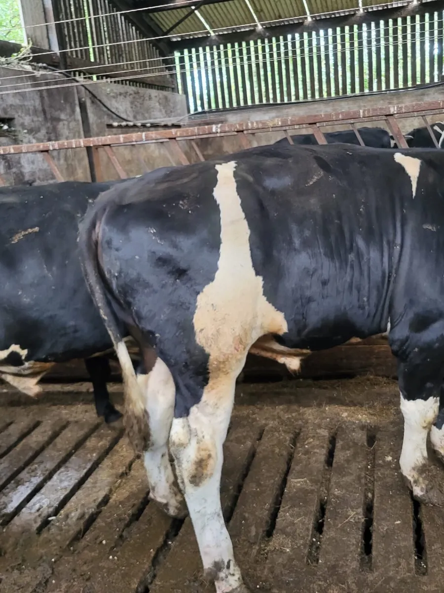 Friesian Bulls For Sale - Image 2