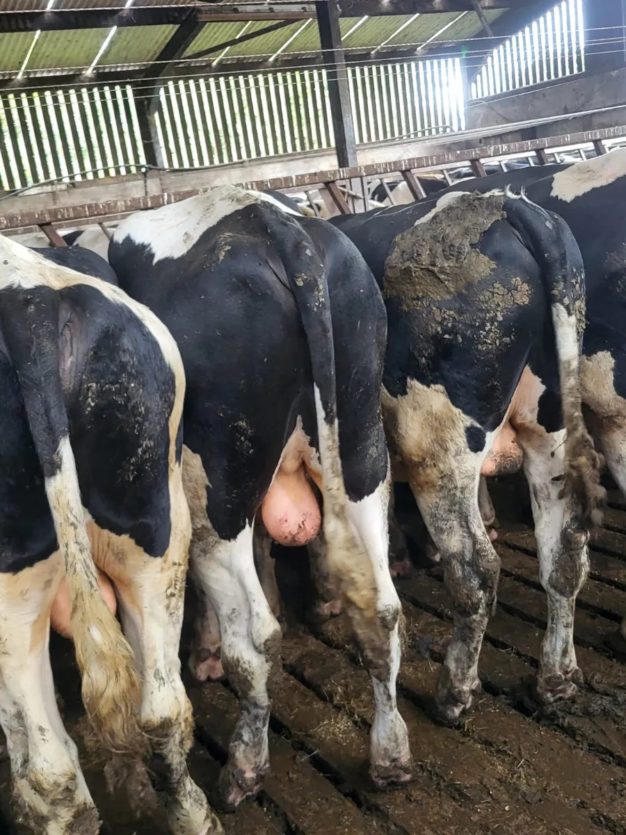 Friesian Bulls For Sale - Image 3