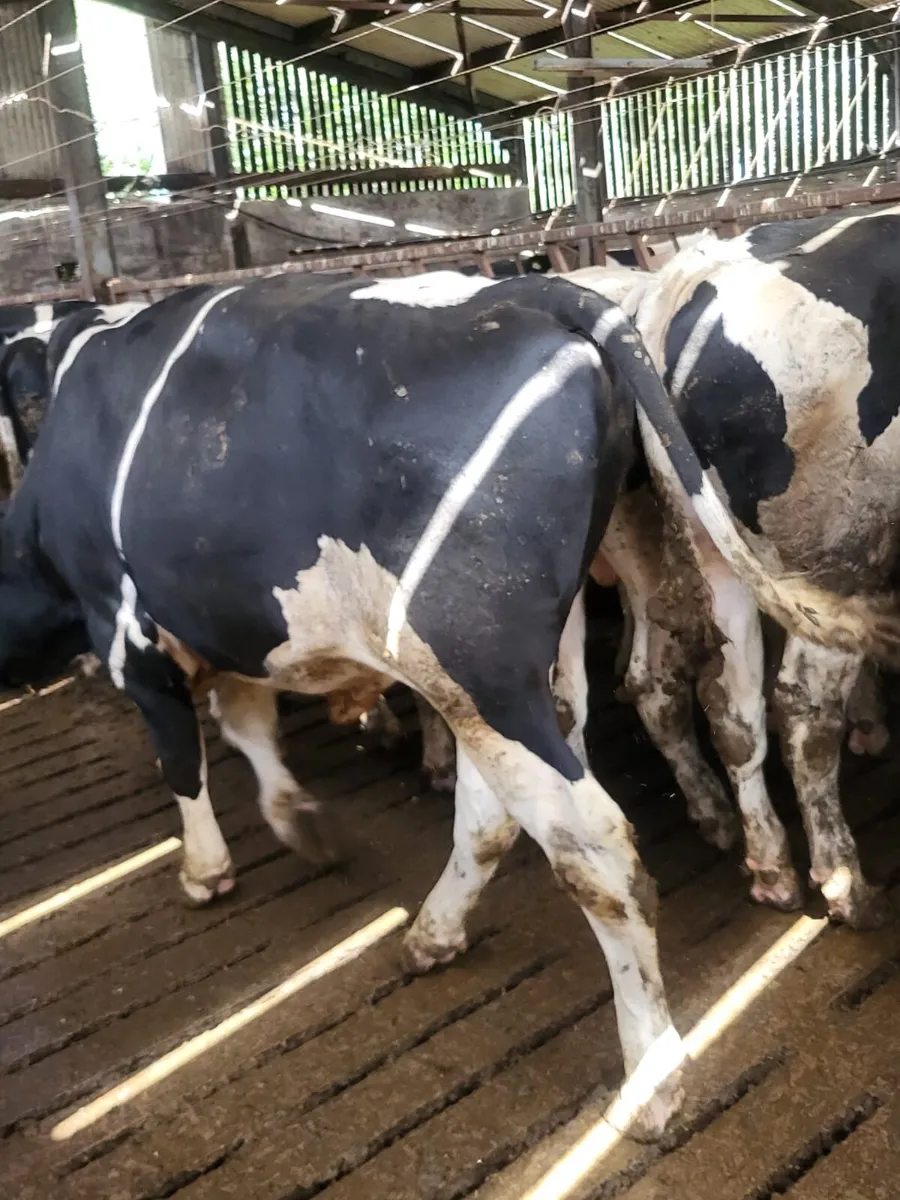 Friesian Bulls For Sale - Image 4