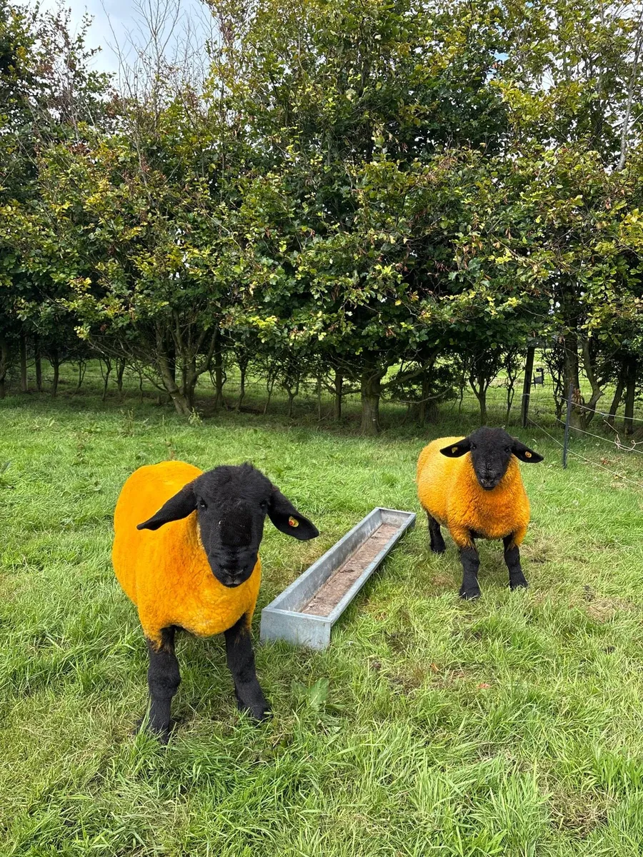 Pedigree Suffolk ram lambs - Image 2