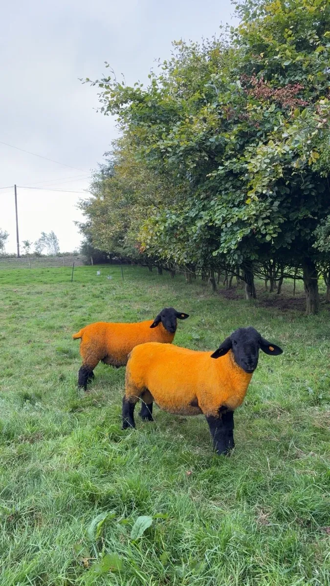 Pedigree Suffolk ram lambs - Image 1