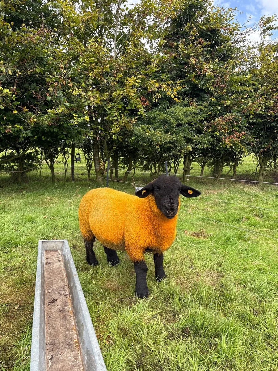 Pedigree Suffolk ram lambs - Image 3