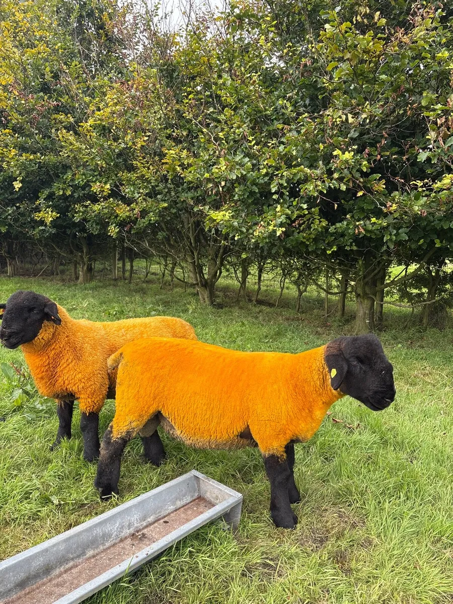 Pedigree Suffolk ram lambs - Image 4