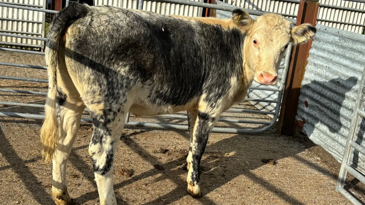 ⭐️ Roan Blue Whitehead Heifer ⭐️ - Image 4