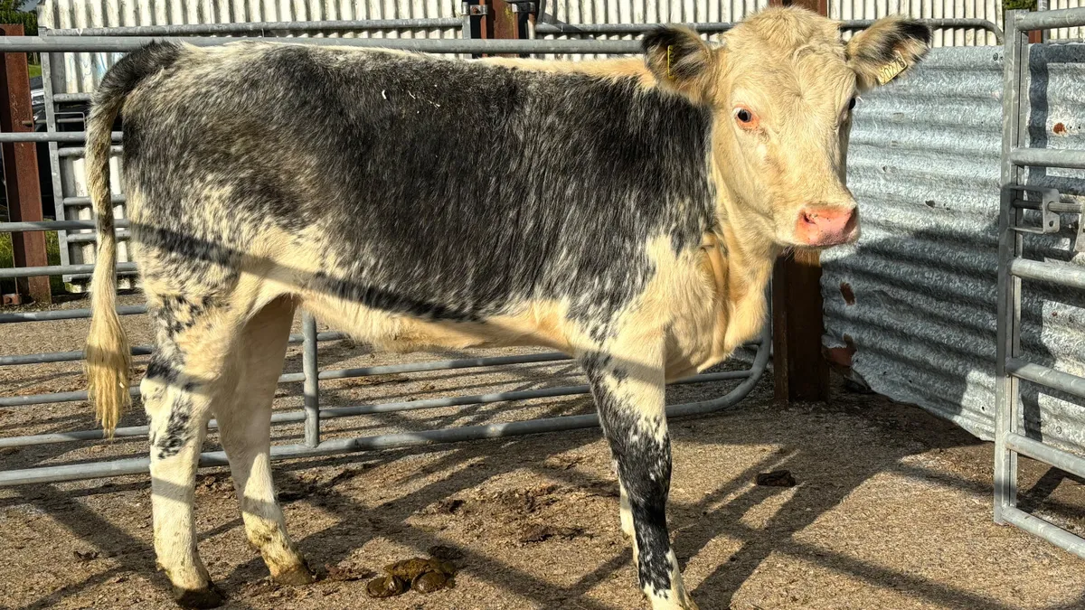 ⭐️ Roan Blue Whitehead Heifer ⭐️ - Image 3