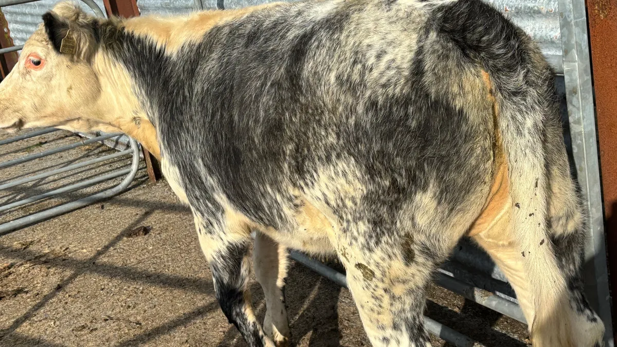 ⭐️ Roan Blue Whitehead Heifer ⭐️ - Image 2