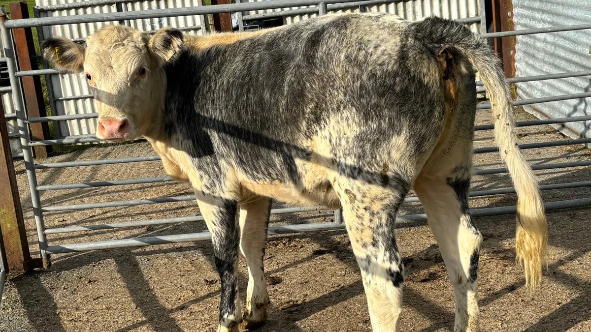 ⭐️ Roan Blue Whitehead Heifer ⭐️ - Image 1
