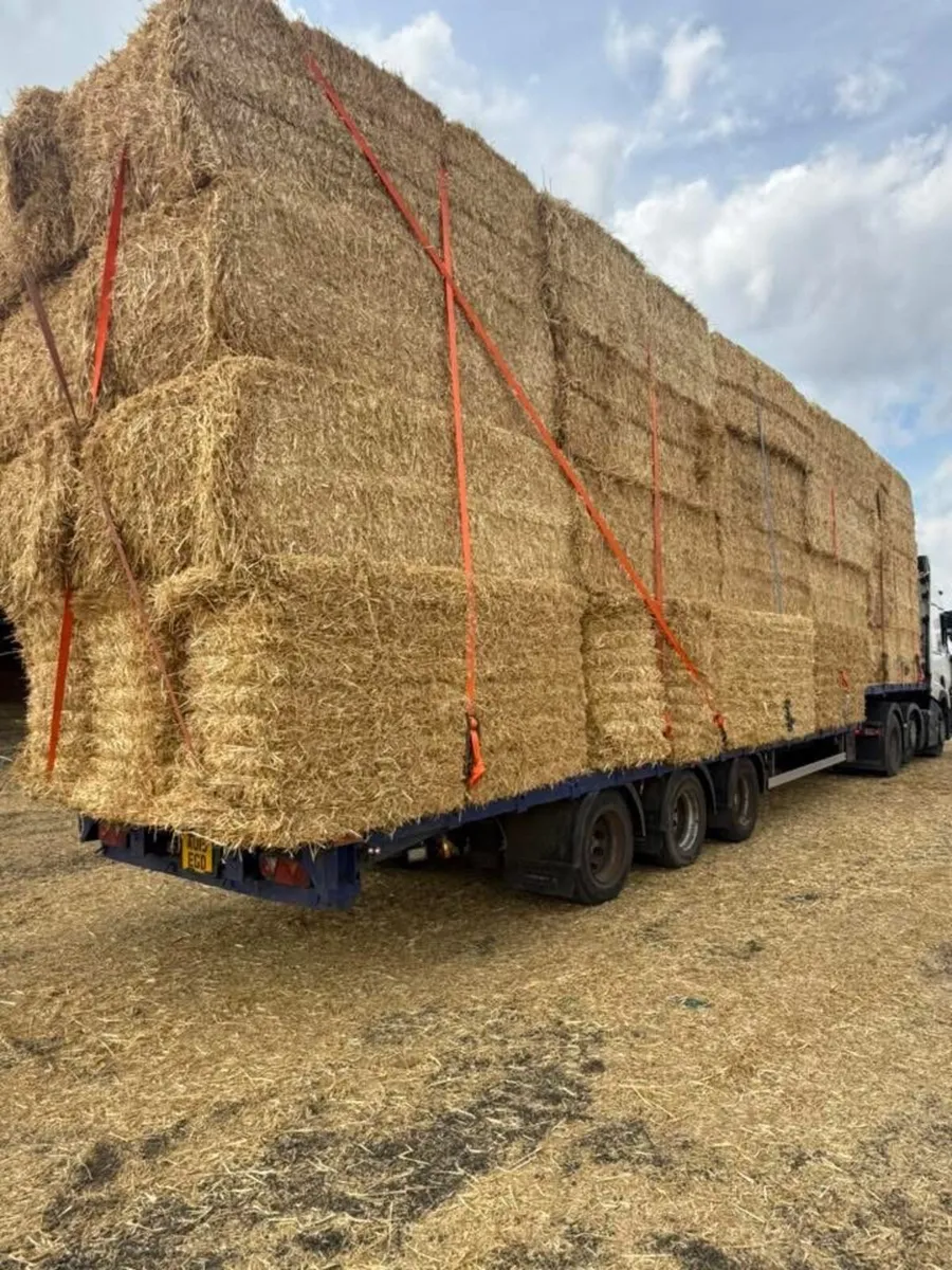 Pre chopped irish Barley straw available in 8x4x3s - Image 3