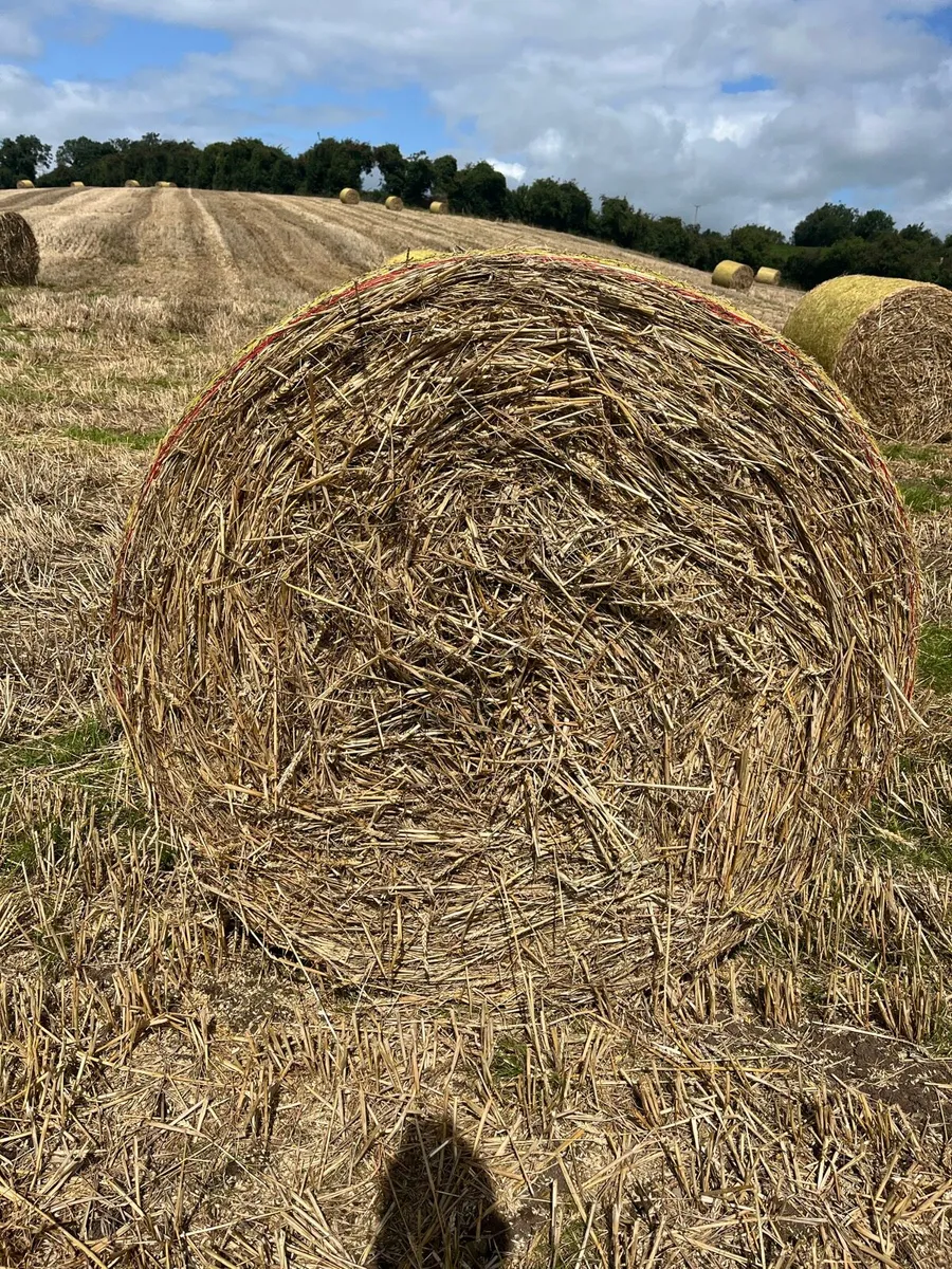 Straw - Image 1