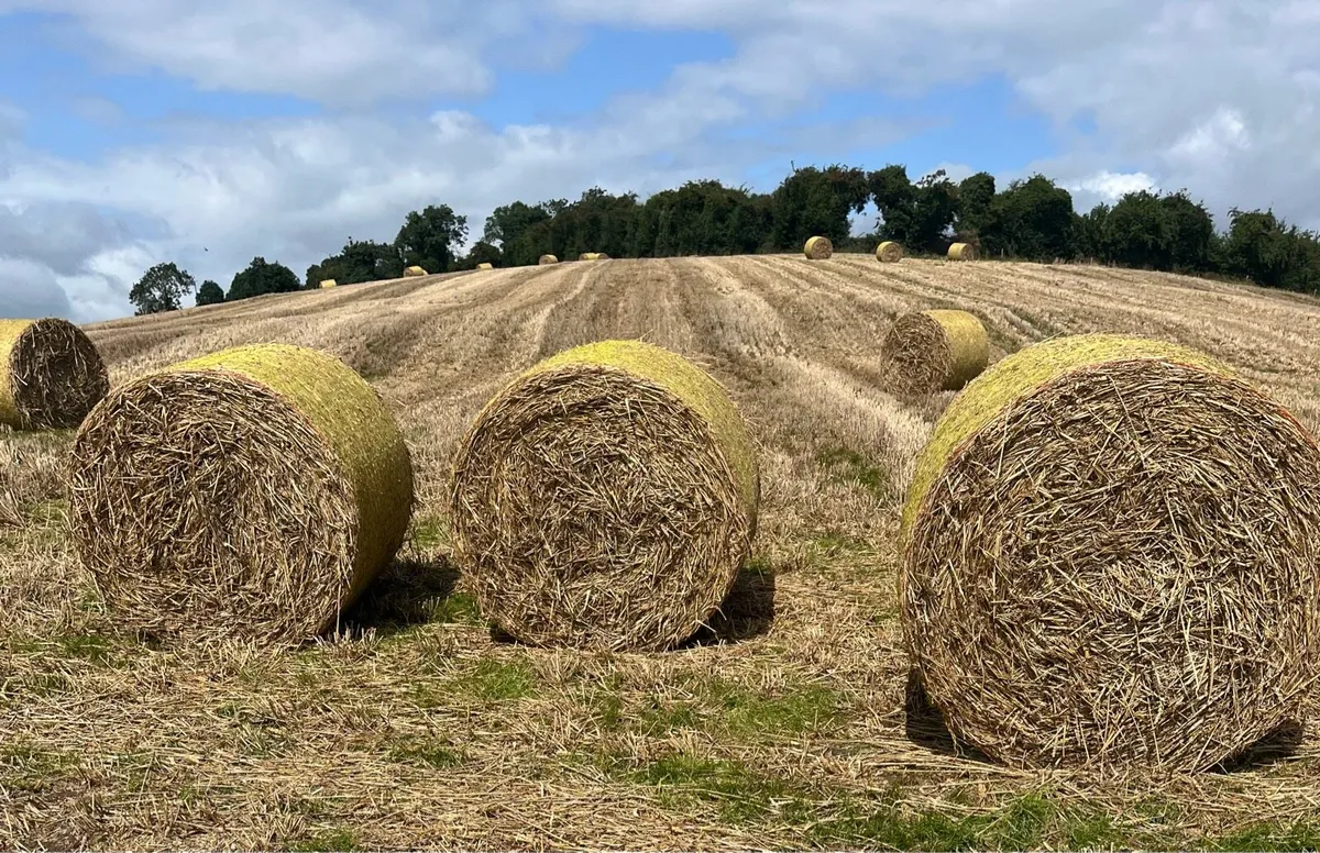 Straw - Image 2