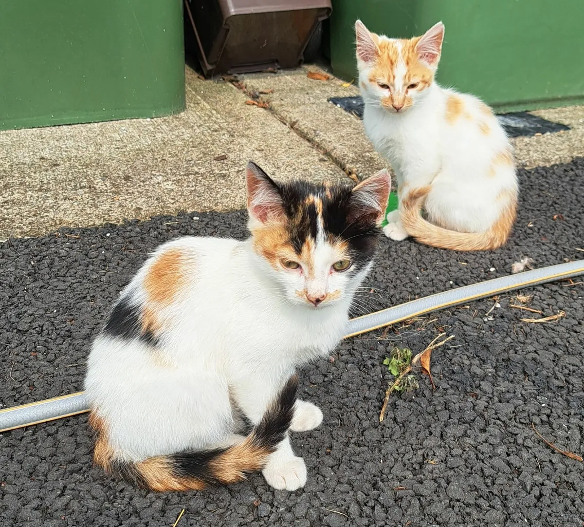 Kittens