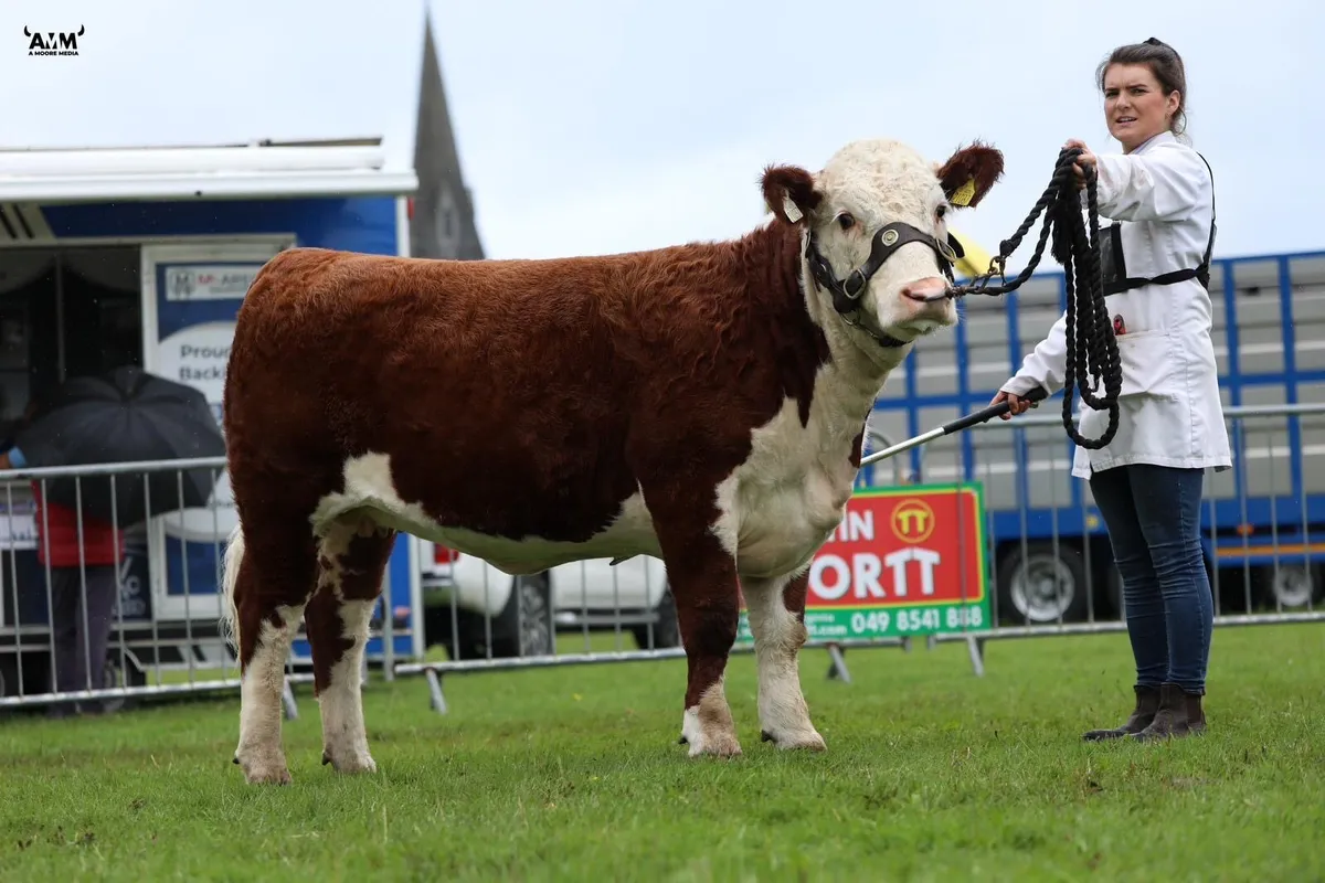 Hereford heifer - Image 1