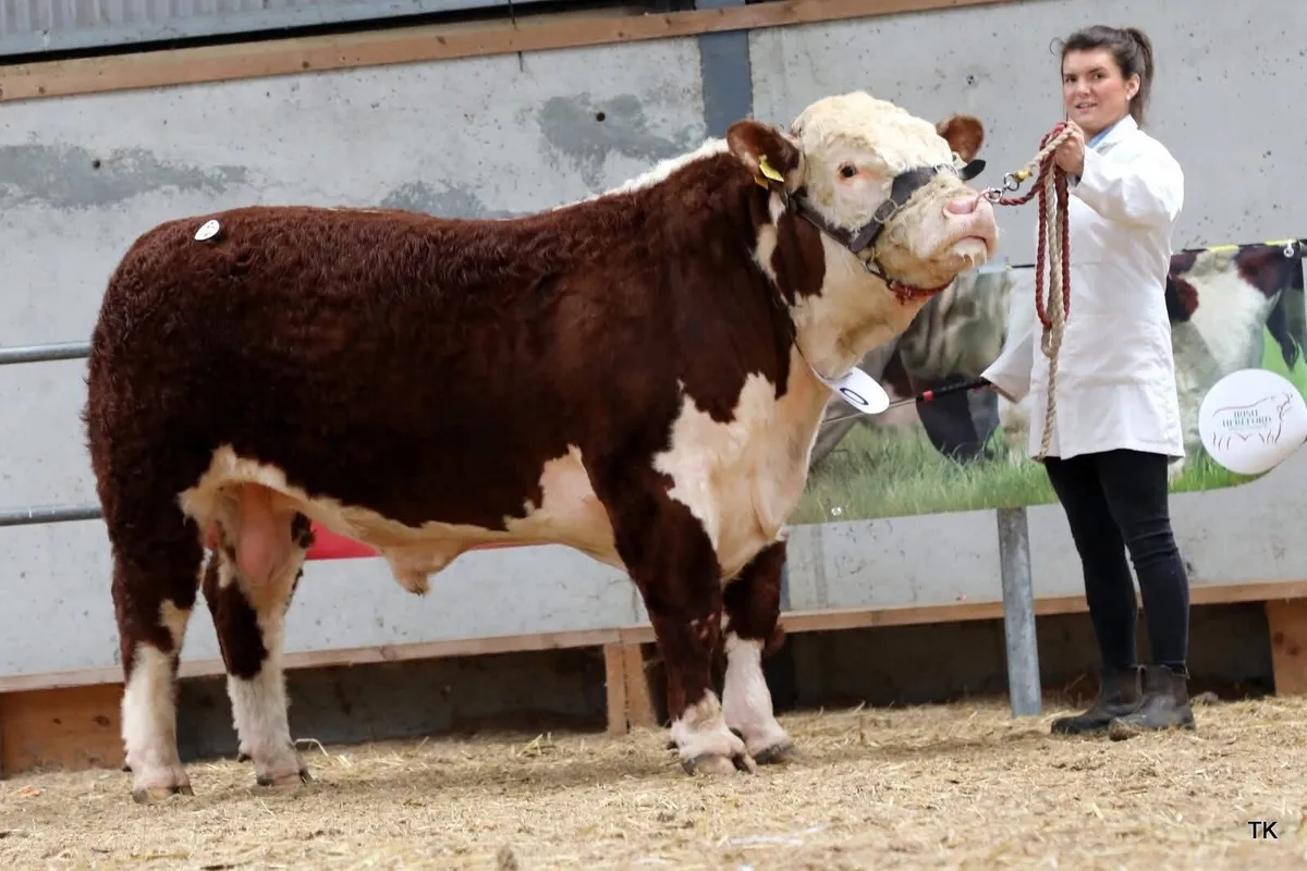 Hereford heifer - Image 2