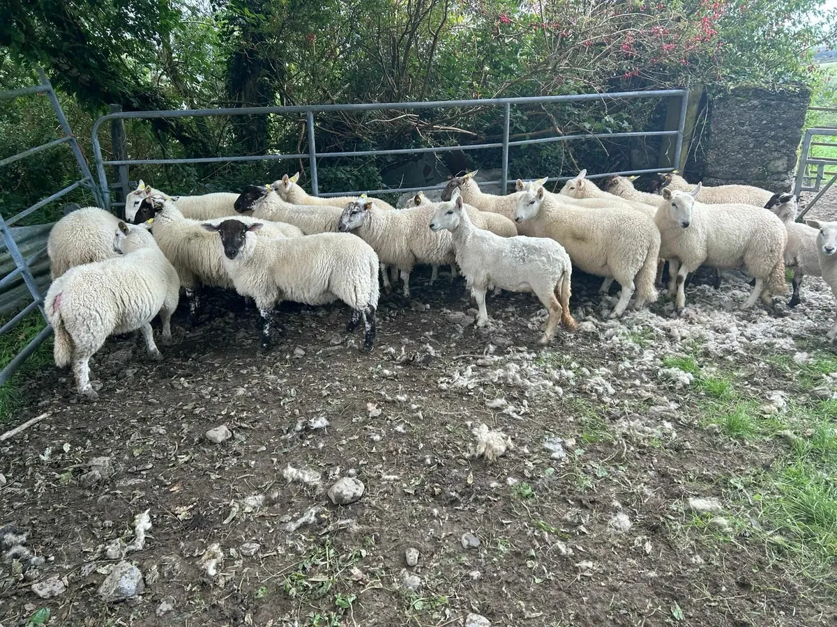 Store lambs - Image 1