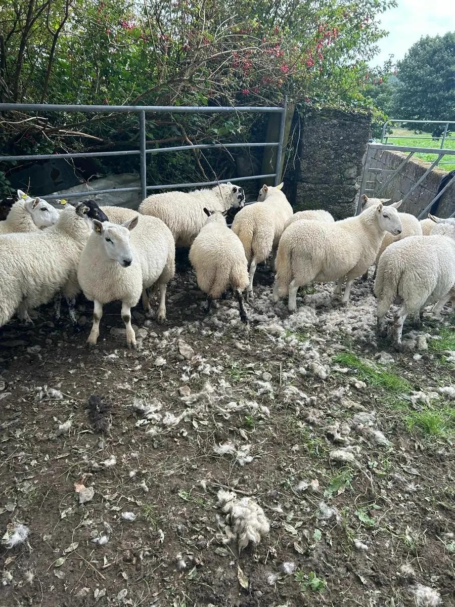 Store lambs - Image 2