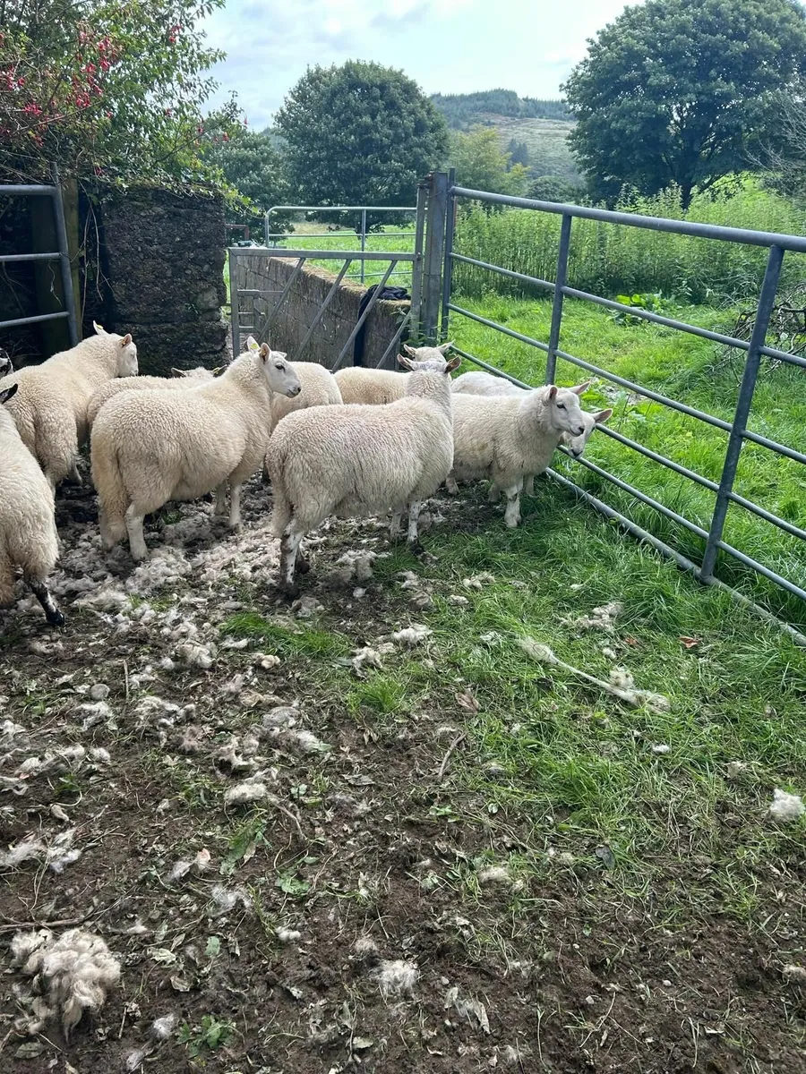 Store lambs - Image 3