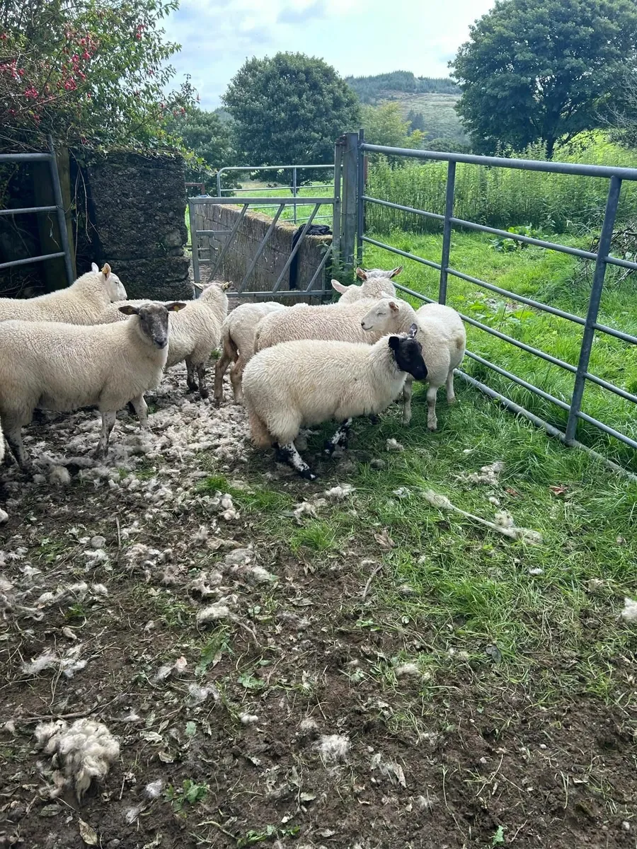 Store lambs - Image 4
