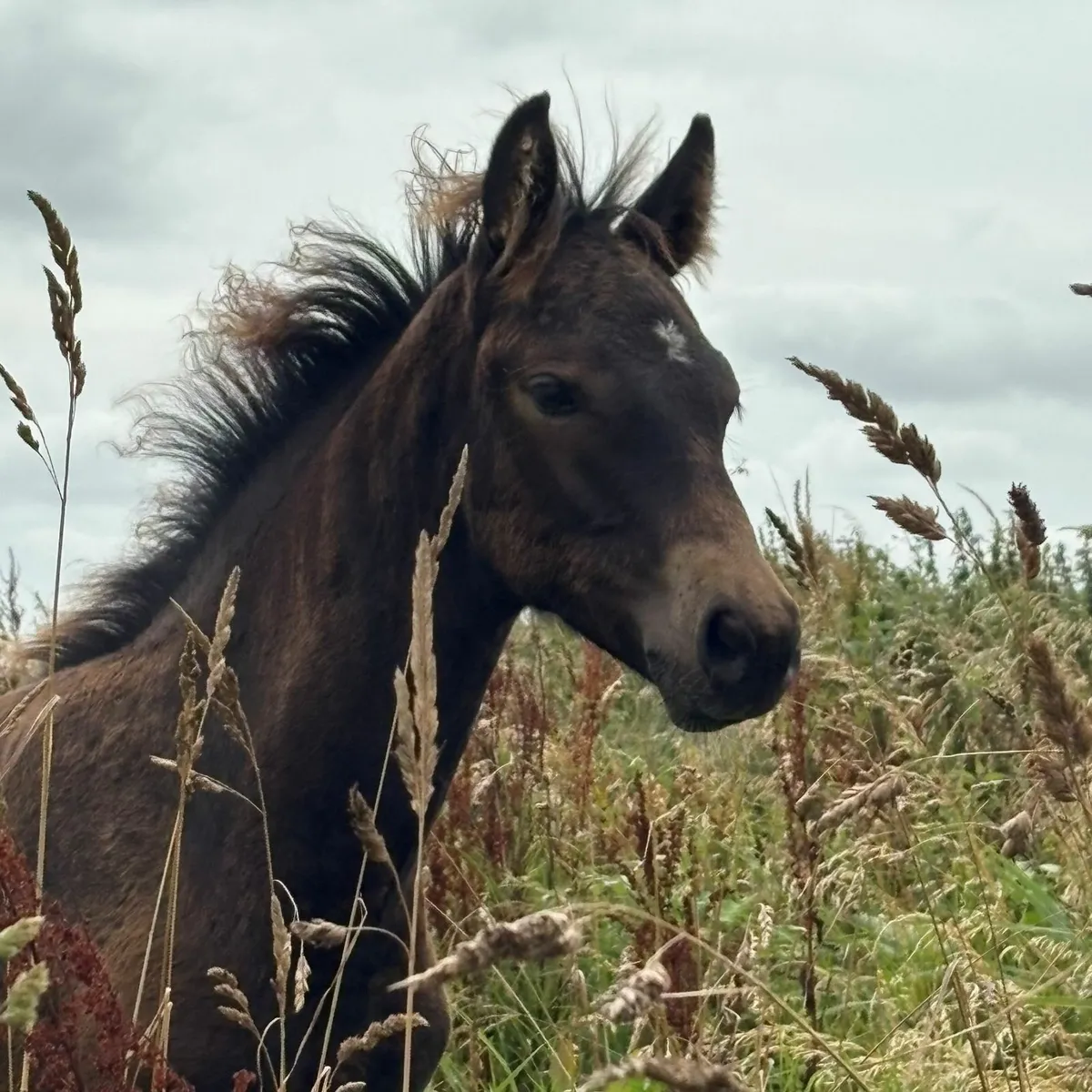 ✨CONNEMARA COLT FOAL (SILVER SHADOW BREEDING)✨ - Image 1