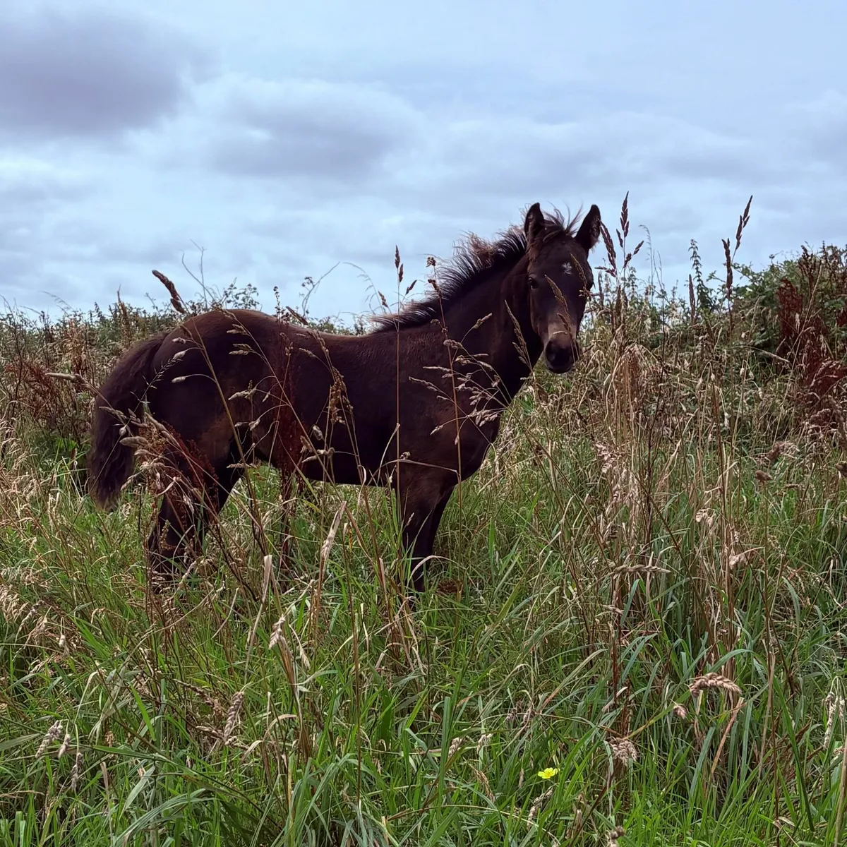 ✨CONNEMARA COLT FOAL (SILVER SHADOW BREEDING)✨ - Image 2