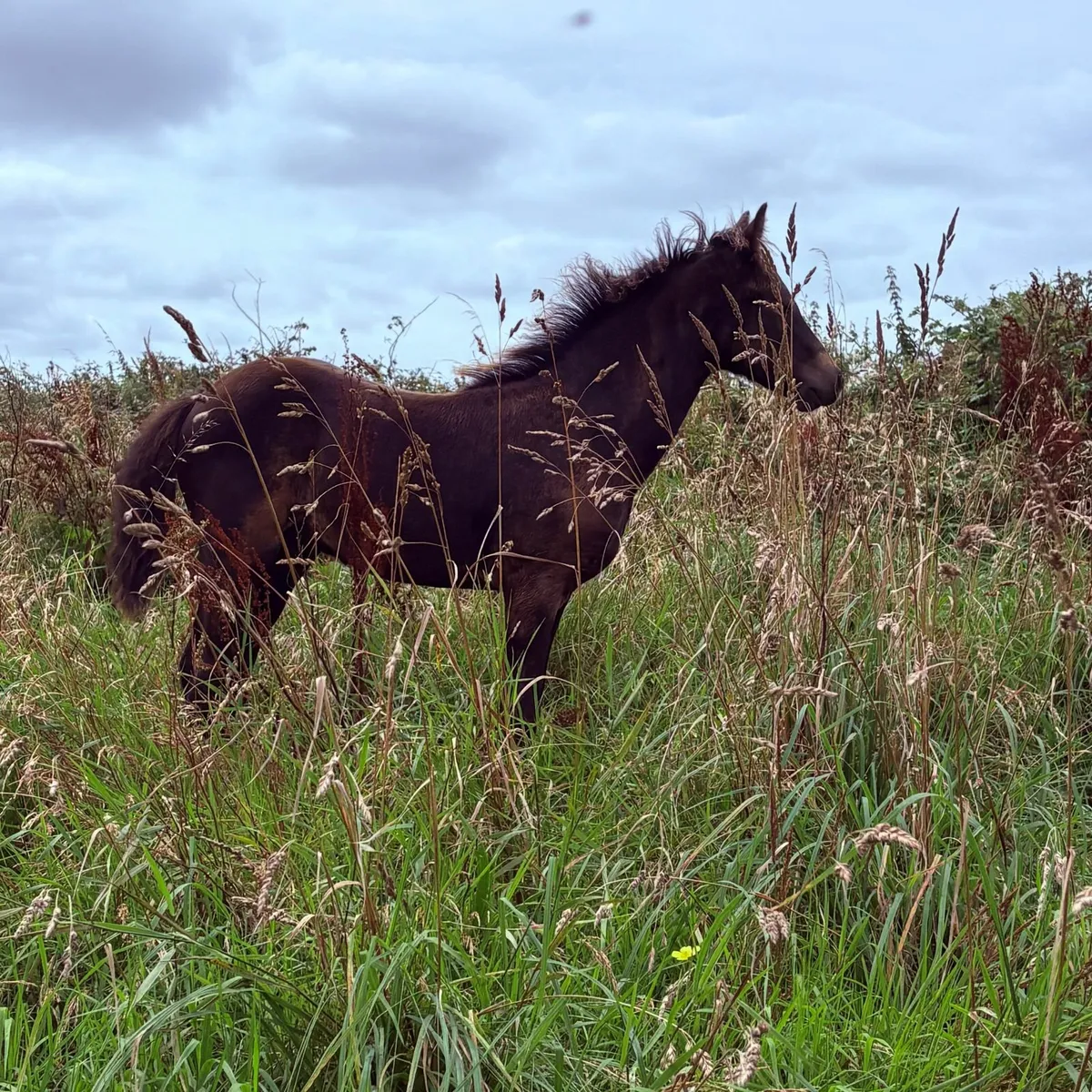✨CONNEMARA COLT FOAL (SILVER SHADOW BREEDING)✨ - Image 3