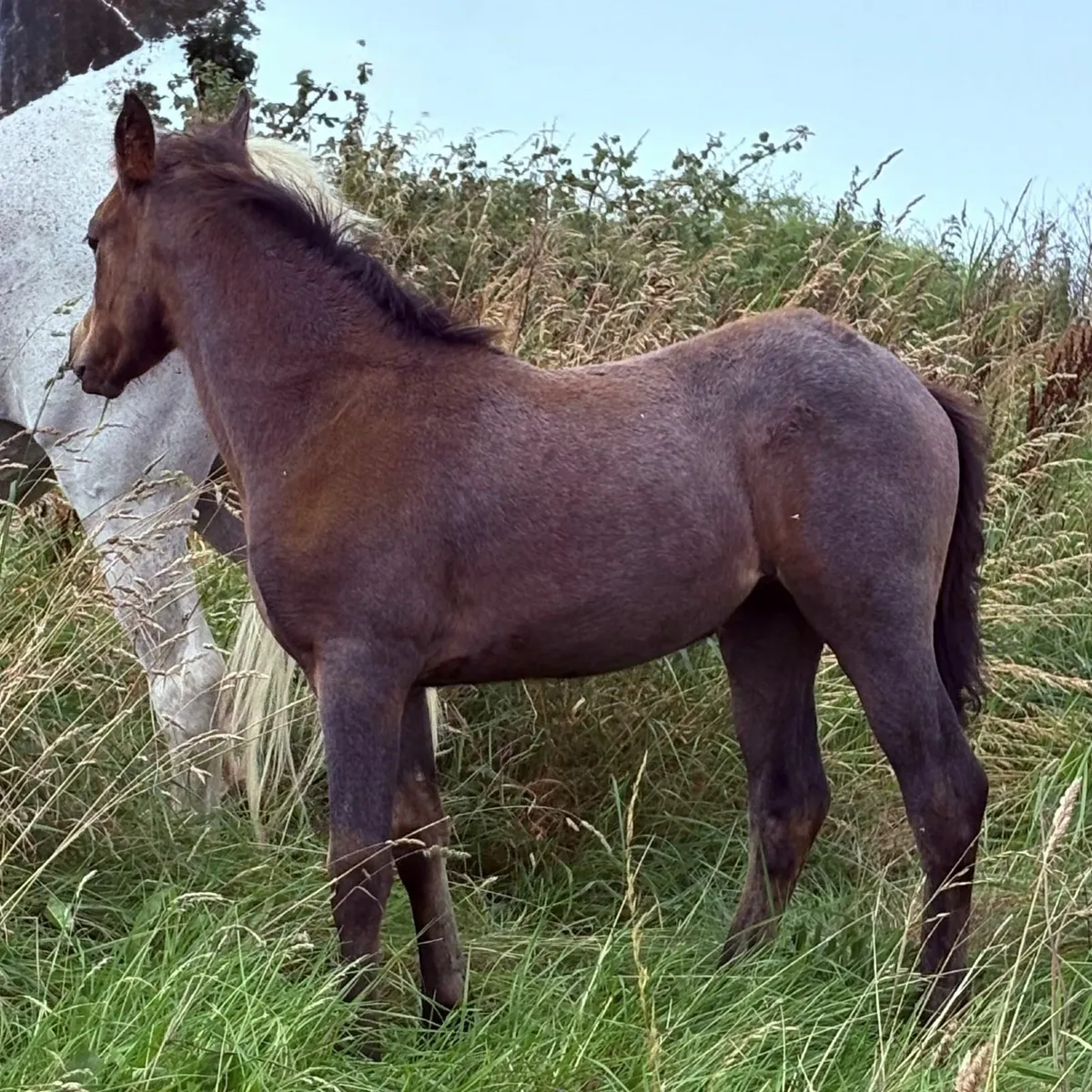 ✨CONNEMARA COLT FOAL (SILVER SHADOW BREEDING)✨ - Image 4