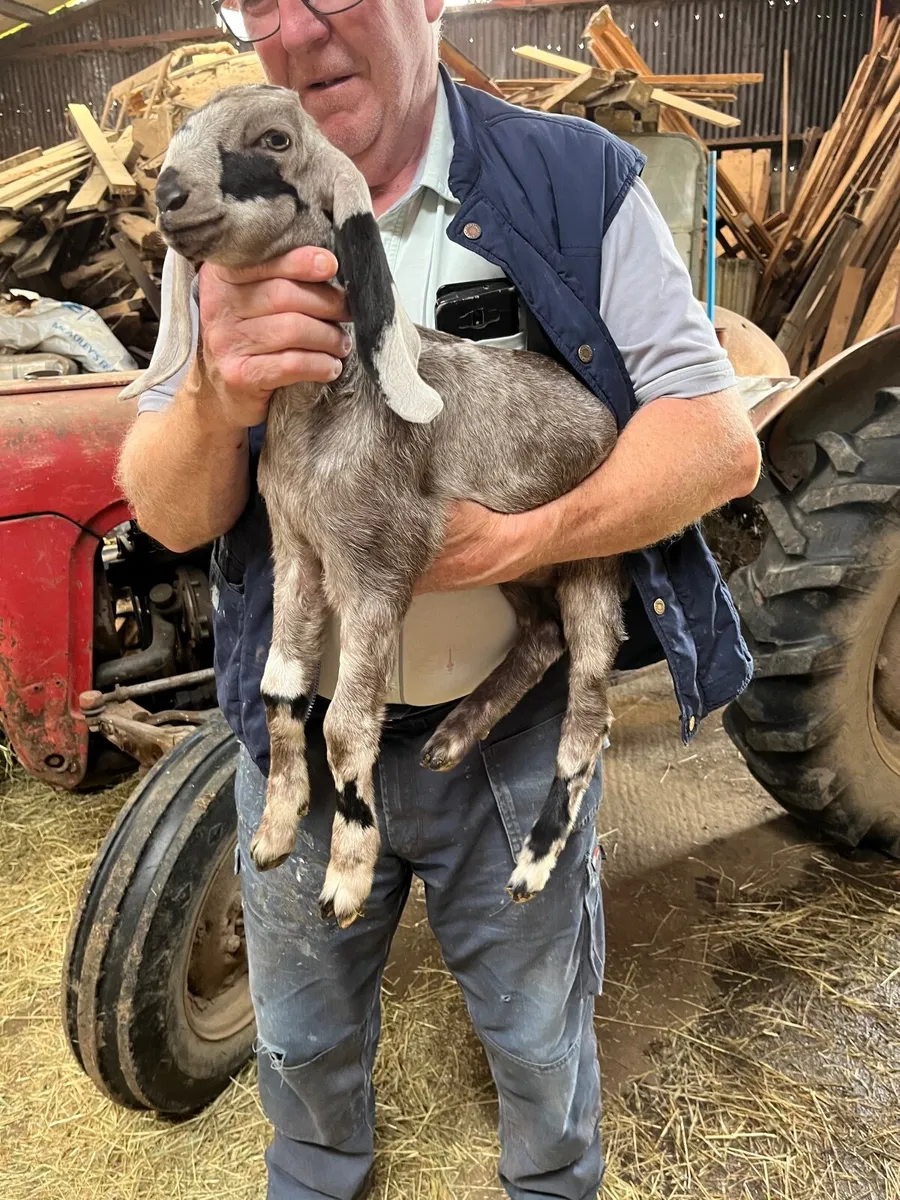 Goats - Image 2