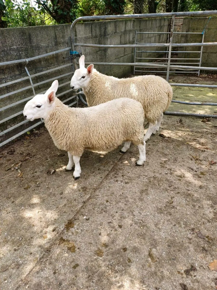 Sheep - Image 1