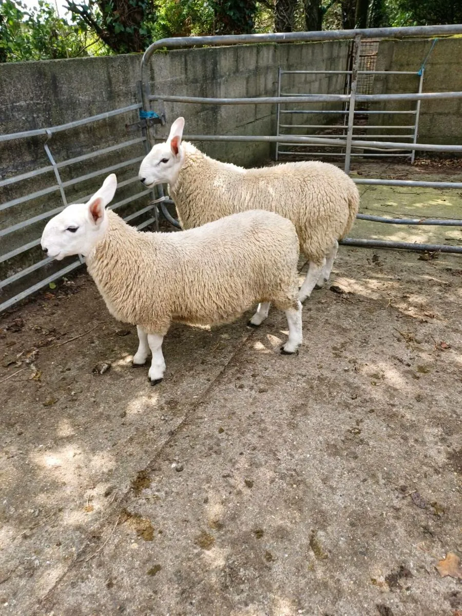Sheep - Image 2