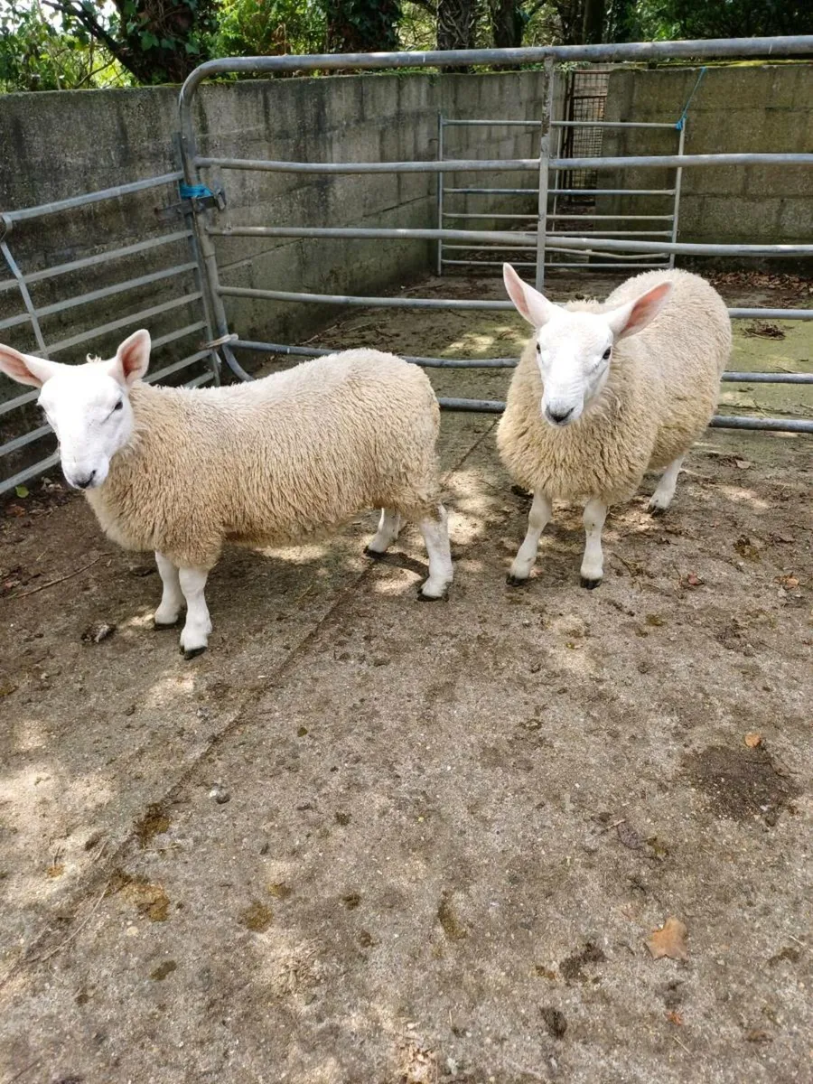Sheep - Image 3