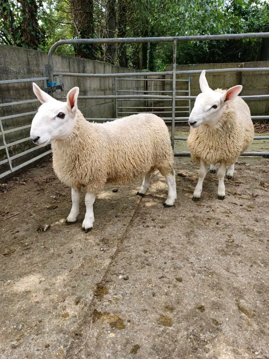 Sheep - Image 4
