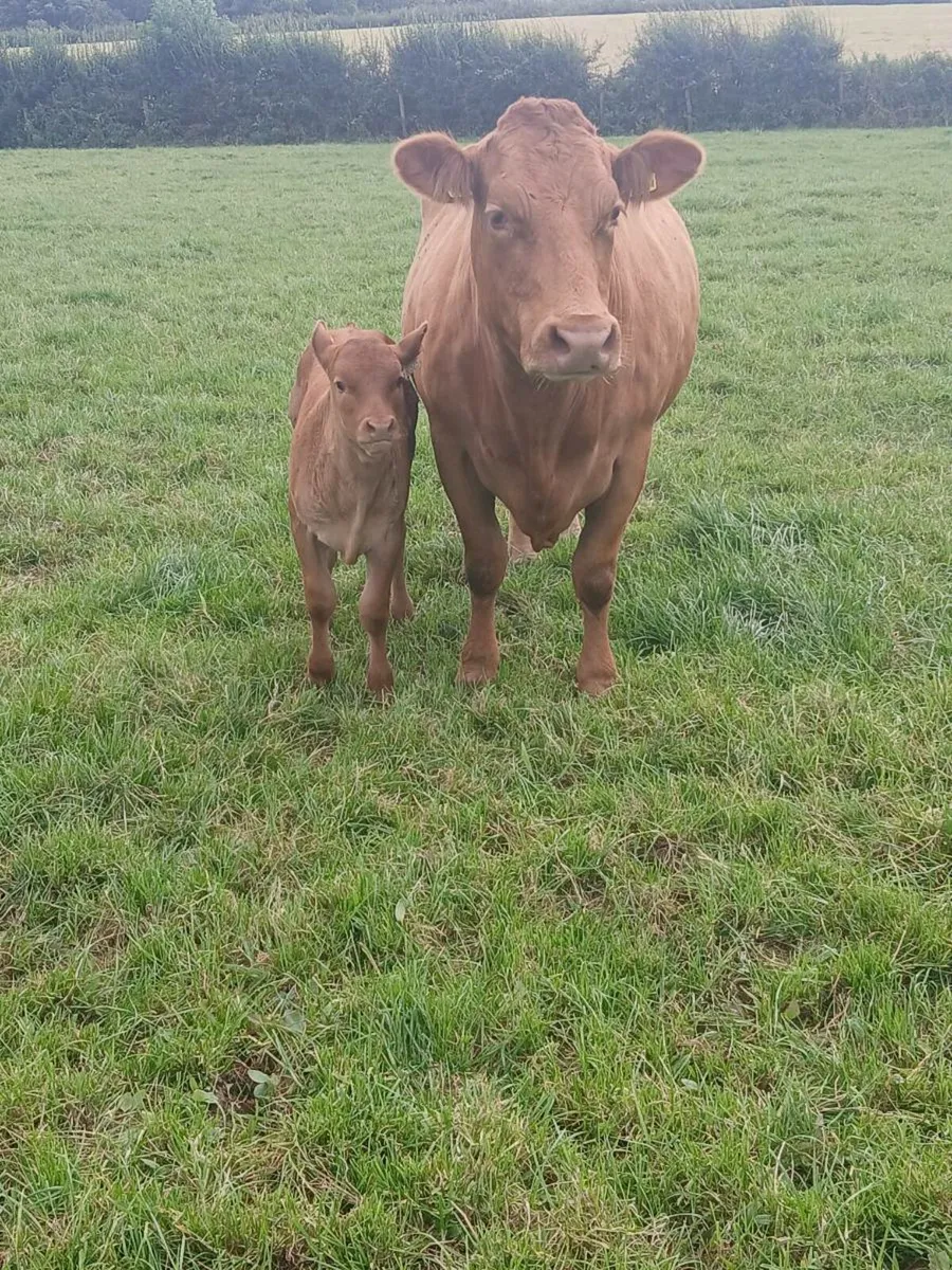 Cow and calf - Image 3
