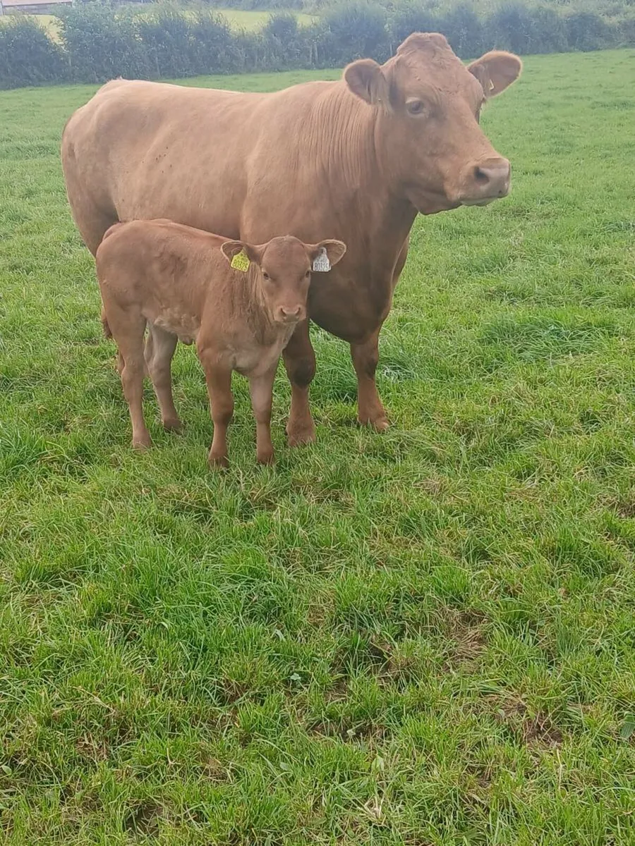 Cow and calf - Image 2
