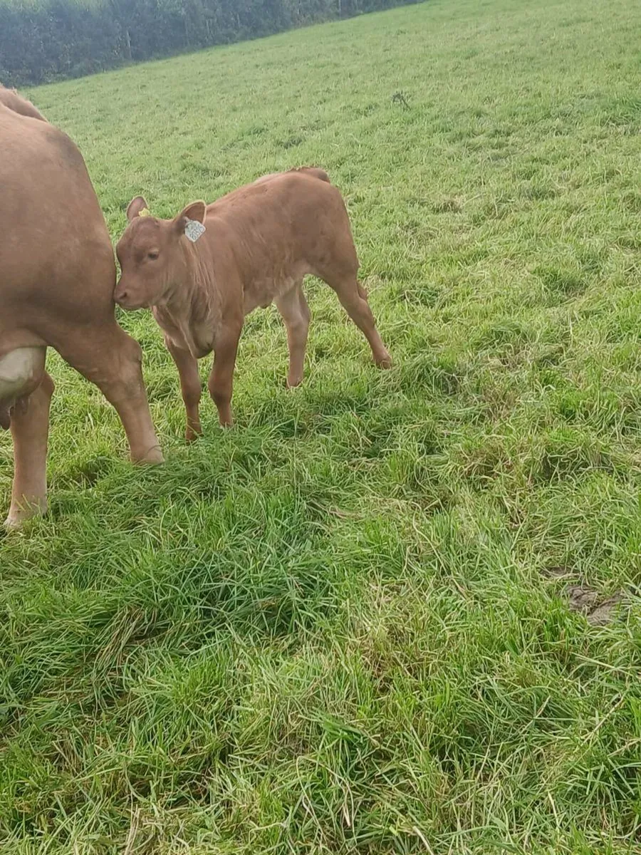 Cow and calf - Image 4