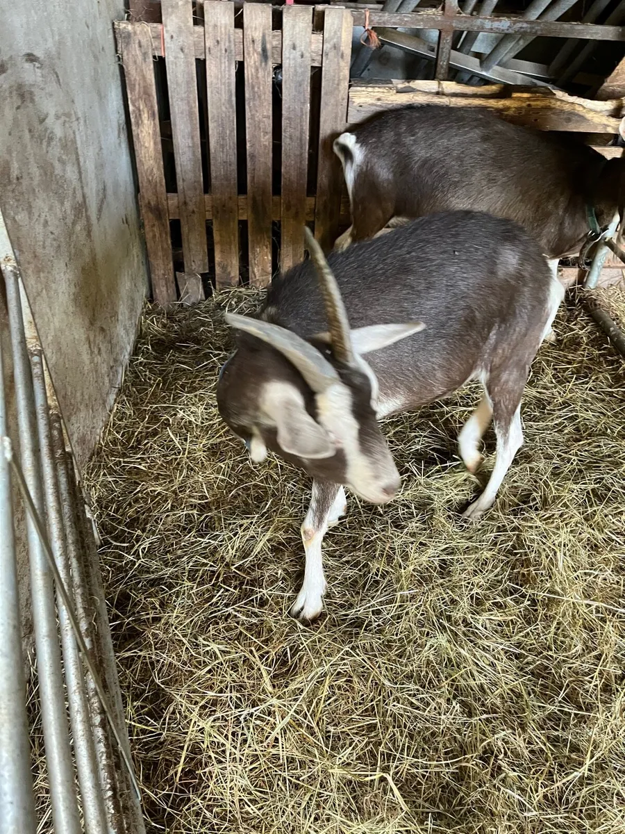 Goats - Image 3