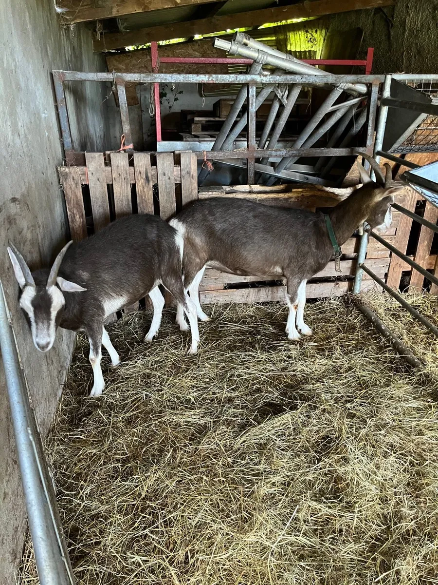 Goats - Image 4